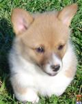 Pembroke Welsh Corgi